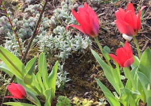 fotografie tulipány
